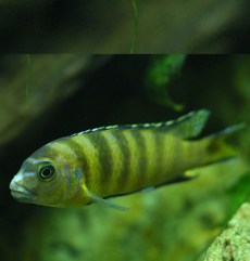 Ciclizi de Stâncă Labidochromis Caeruleus.