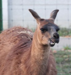 Lama din Grădina Zoologică Oradea.