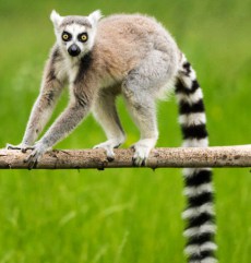 Lemur cu coada inelată din Grădina Zoologică Oradea.