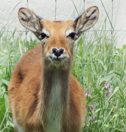 Antilopa Lechwe din Grădina Zoologică Oradea.