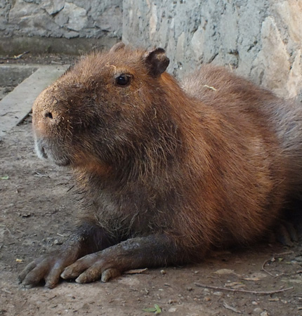 Capibara din Grădină Zoologica Oradea.