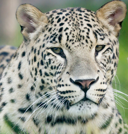 Leopard din Grădina Zoologică Oradea.