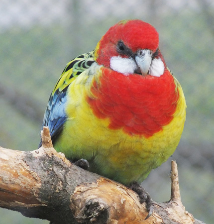 Papagal Rosella din Grădina Zoologică Oradea.