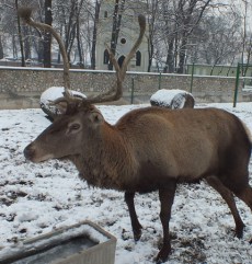 Cerb Carpatin din Grădină Zoologică Oradea.