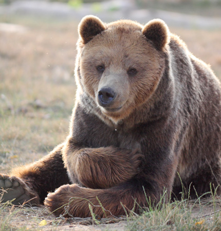 Urs Brun din Grădina Zoologică Oradea.